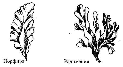 Красные водоросли — багрянки